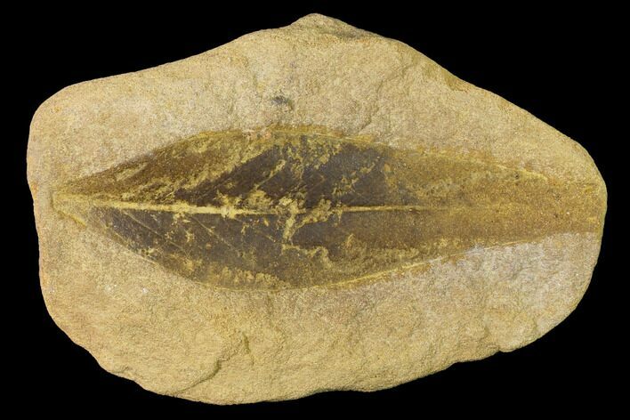 Cretaceous Fossil Leaf (Daphnophyllum) - Kansas #143480